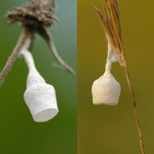 Réf. 65 522 : Agroeca sp.