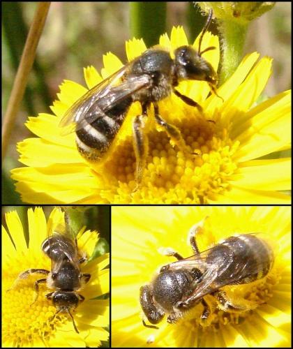 Lasioglossum sp.