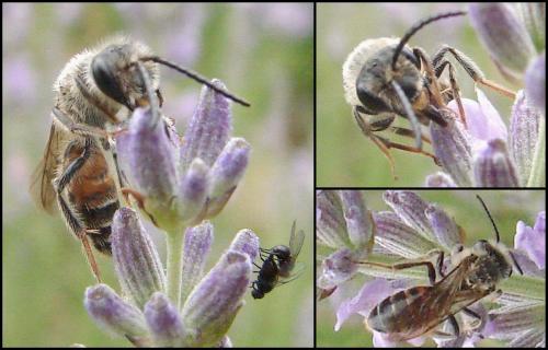 Réf. 65 861 : Lasioglossum sp.