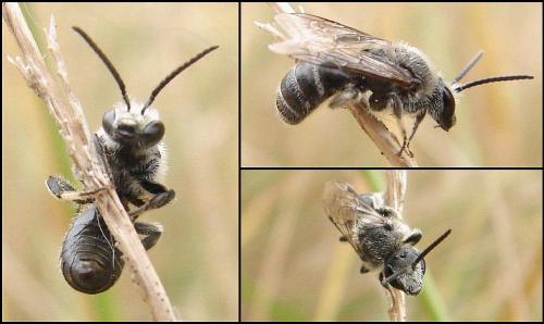 Lasioglossum sp.