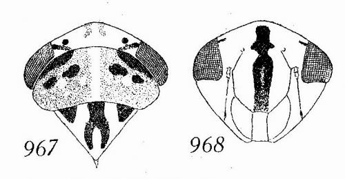 Réf. 65 755 : Acericerus heydenii