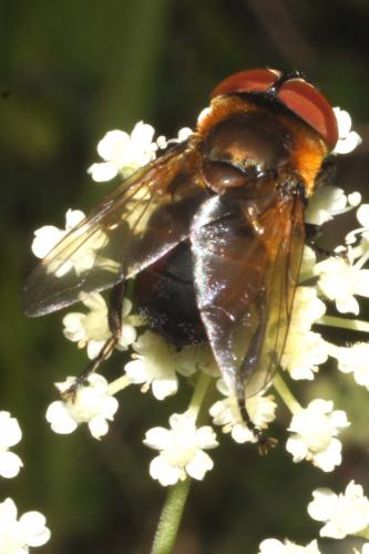 Phasia hemiptera
