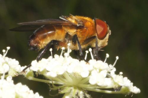 Phasia hemiptera