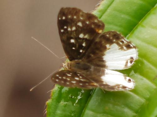 Lemonias sp.