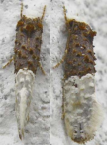 Réf. 65 496 : Trichophaga sp.