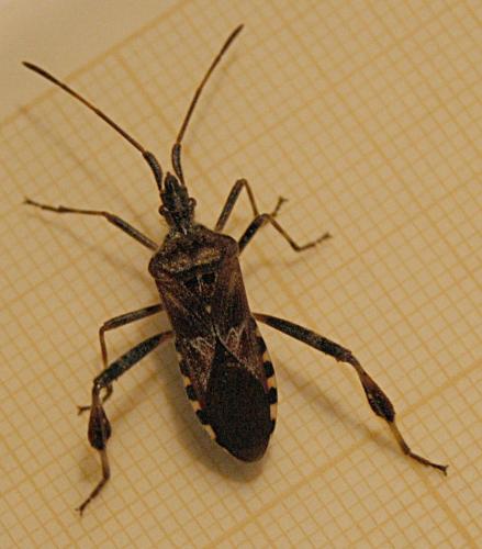 Réf. 65 048 : Leptoglossus occidentalis