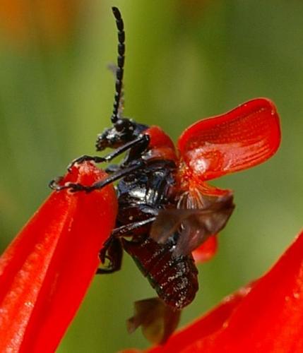 Lilioceris lilii