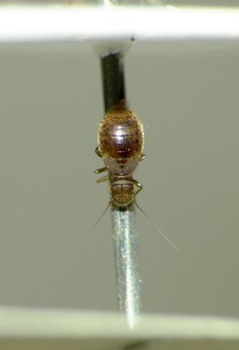 Lepinotus patruelis