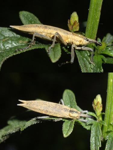 Réf. 65 435 : Lixus paraplecticus
