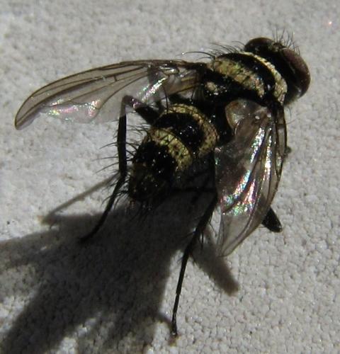 Réf. 65 540 : Trigonospila transvittata