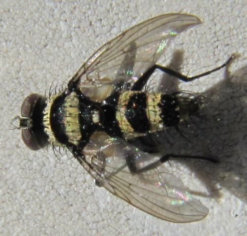 Réf. 65 553 : Trigonospila transvittata