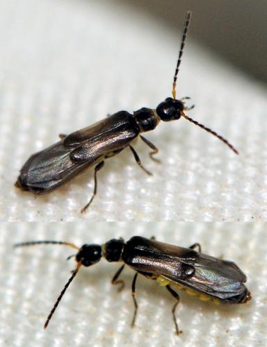 Réf. 65 379 : Malthodes sp.