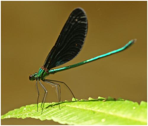 Réf. 65 027 : Matrona basilaris