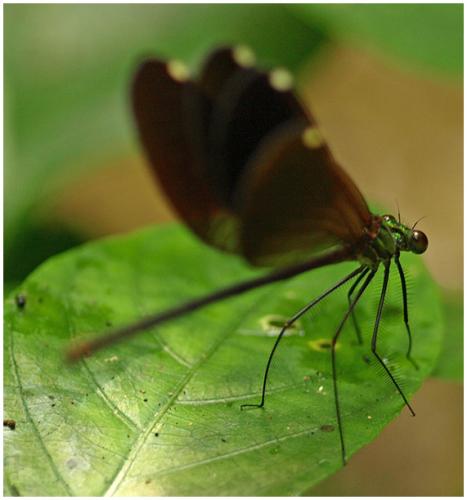Réf. 65 035 : Matrona basilaris
