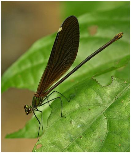 Réf. 65 034 : Matrona basilaris