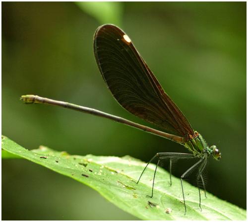 Réf. 65 033 : Matrona basilaris