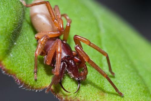Réf. 65 867 : Dysdera sp.