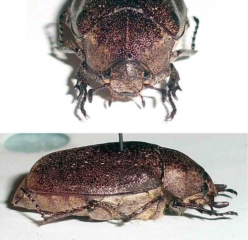 Leucopholis sp.