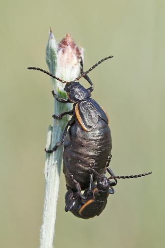 Réf. 65 863 : Arima marginata
