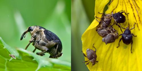 Mononychus punctumalbum
