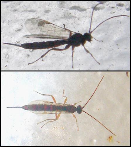 Tromatobia sp.