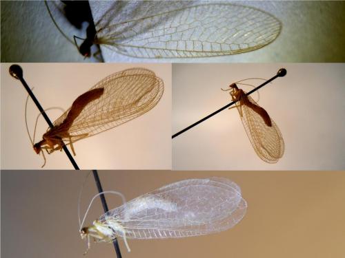 Chrysoperla sp.