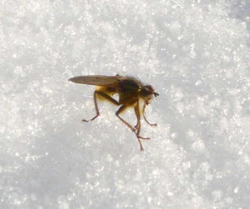 Scathophaga stercoraria