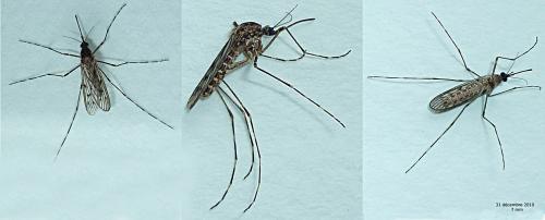 Réf. 65 446 : Culiseta annulata