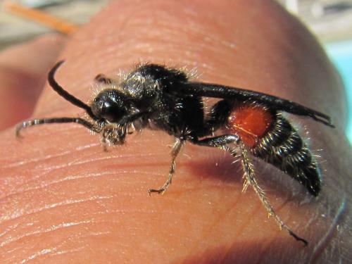 Réf. 65 366 : Tropidotilla litoralis