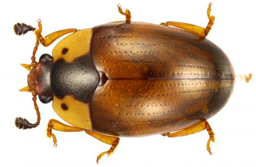 Réf. 65 263 : Apolybas triangularis