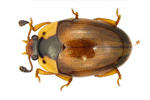 Réf. 65 265 : Apolybas triangularis