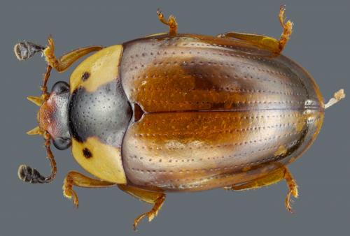 Réf. 65 264 : Apolybas triangularis