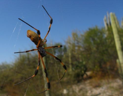 Réf. 65 938 : Trichonephila clavipes