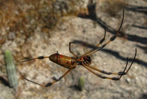Réf. 65 939 : Trichonephila clavipes