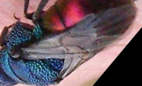 Holopyga fastuosa generosa