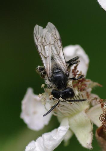 Andrena sp.