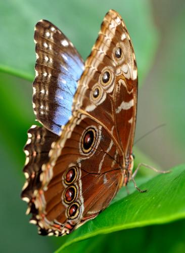 Morpho helenor peleides
