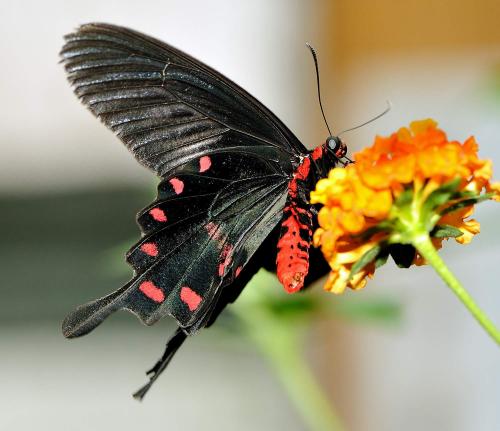 Atrophaneura alcinous
