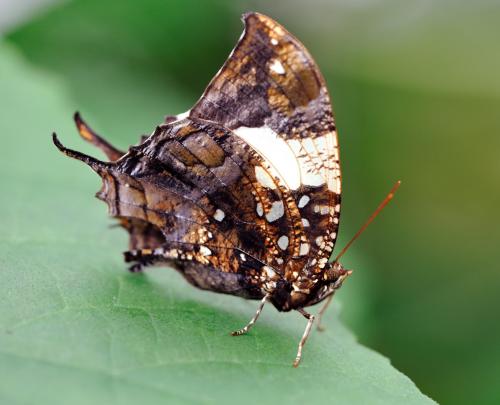 Hypna clytemnestra