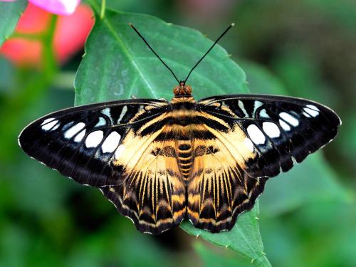 Réf. 65 617 : Parthenos sylvia