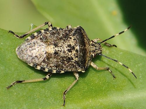 Réf. 65 586 : Rhaphigaster nebulosa