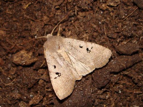 Réf. 65 837 : Conistra rubiginosa