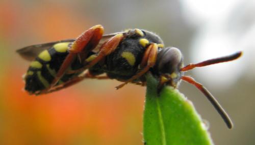 Nomada sp.