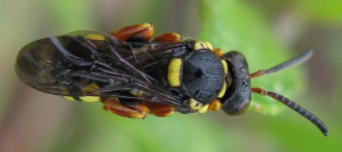 Nomada sp.