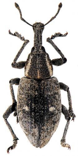 Lepyrus palustris