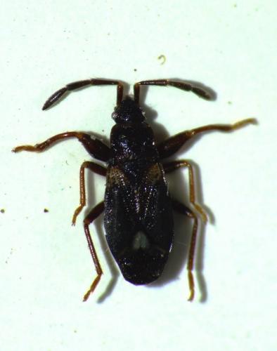 Notochilus crassicornis