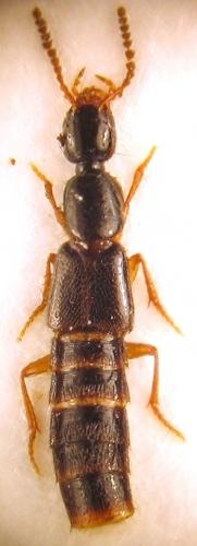 Gabrius splendidulus