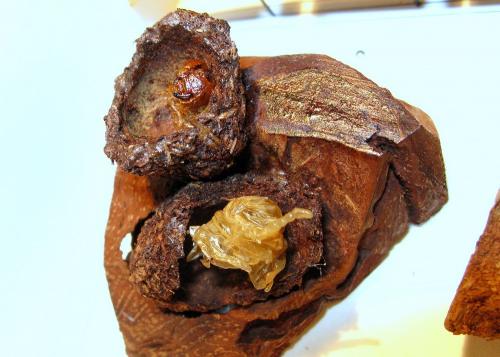 Gnorimus nobilis