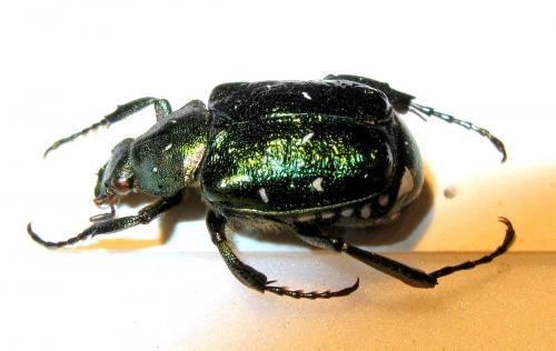 Gnorimus nobilis