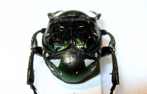 Gnorimus nobilis